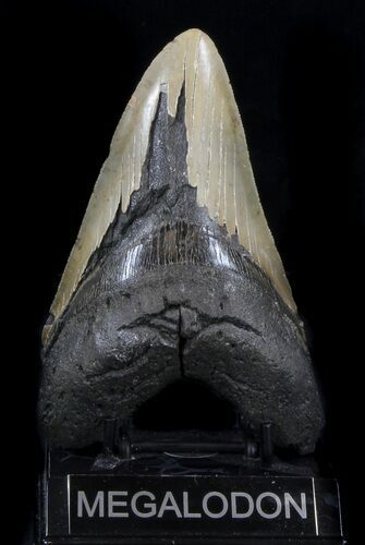 Serrated, Megalodon Tooth - North Carolina #37339